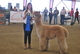 Winning 1st Place at AlpacaFest West 2015!