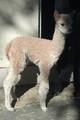 Jaden's 2015 cria 