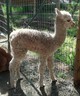 Jaden's 2014 cria 