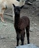 Lydia's first cria.  True Black female 