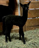 alpaca for sale