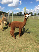 2015 Female Cria - Buena Vista