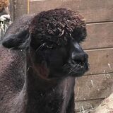 alpaca for sale