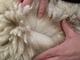 Beautiful Fleece! 