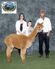 Alpacas in the Ozarks 2014 - 3rd Place