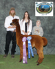 Reserve Color Champion & Blue Ribbon - Halter - Alpacas in the Ozarks