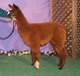 2014 Cria -- Sky Lark Ridge Bacchus (RR Legato Gregio)