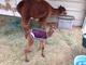 Male Cria - Feb 2014 - 1 Day Old