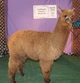 2014 Cria Skly Lark Ridge Harley @ 1 Year