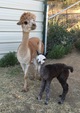 Newborn Siver Grey Cria