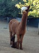 Daughter RR Rose Neytiri with 1st Cria