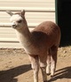 2012 cria Cadbury Rose