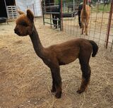 alpaca for sale