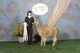 alpaca for sale