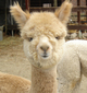 alpaca for sale