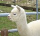 alpaca for sale