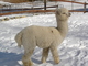 alpaca for sale