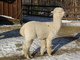 alpaca for sale