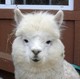 alpaca for sale