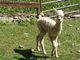 alpaca for sale