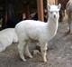 alpaca for sale