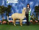 alpaca for sale