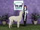 alpaca for sale