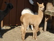 alpaca for sale