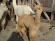 alpaca for sale