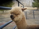 alpaca for sale