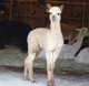 alpaca for sale