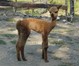 alpaca for sale