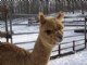 alpaca for sale