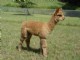 alpaca for sale