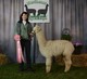 alpaca for sale