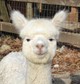 alpaca for sale