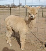 alpaca for sale