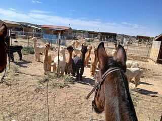 Our neighbors came to visit on their mules!