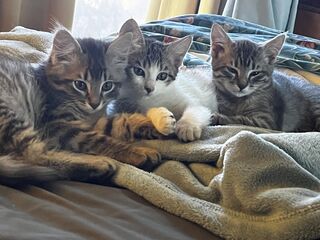 Cute kittens, too! Gaston, Ariel and Cinderella