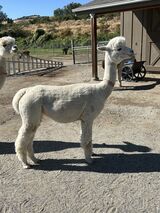 alpaca for sale