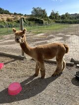 alpaca for sale