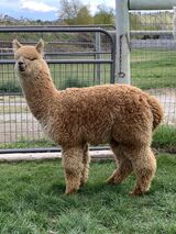 alpaca for sale