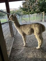 alpaca for sale