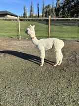 alpaca for sale