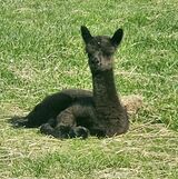 Sunning herself