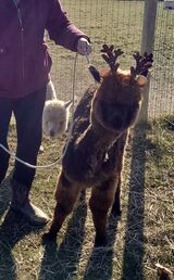 Halter training