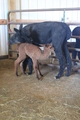 Dream Dancer with her 20lb cria!