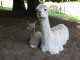 Cria at Side