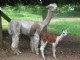 Cria at Side