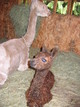 Current Cria, Waylla Astra